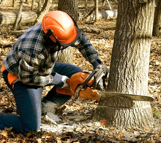 Tree Removal in Braman, OK